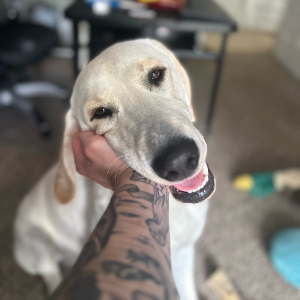 Meet your Posher, Graham (and my dog, Hank)